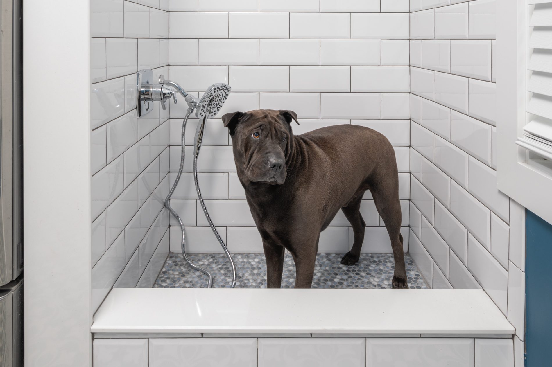 pet bathroom addition